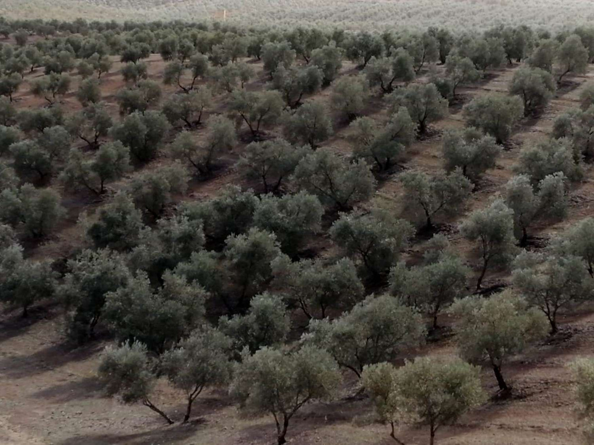 Grond in Sierra de Yeguas-8