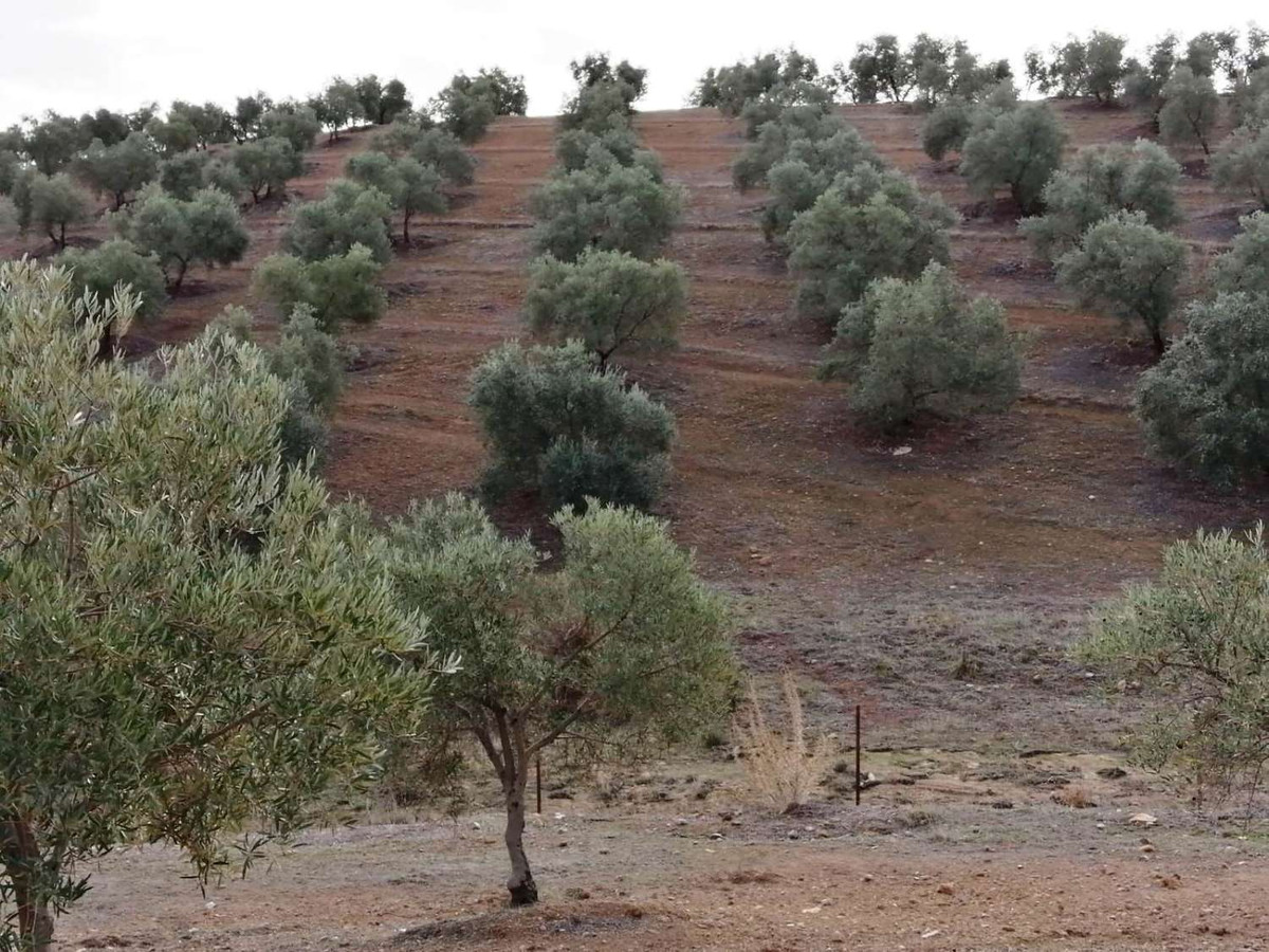 Grond in Sierra de Yeguas-9