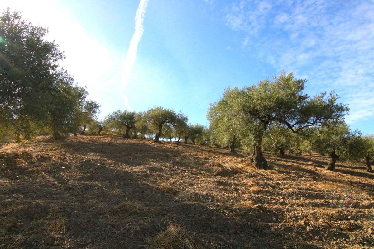 Grond in Tolox-10