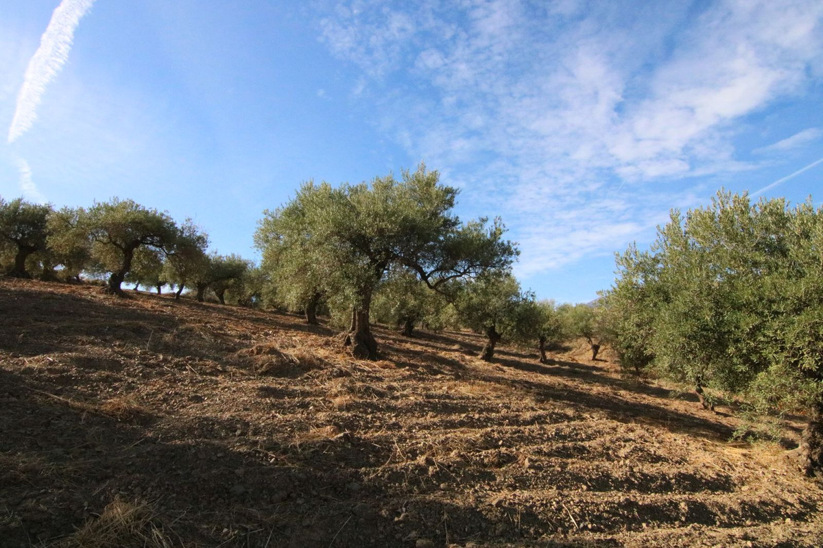 Grond in Tolox-11