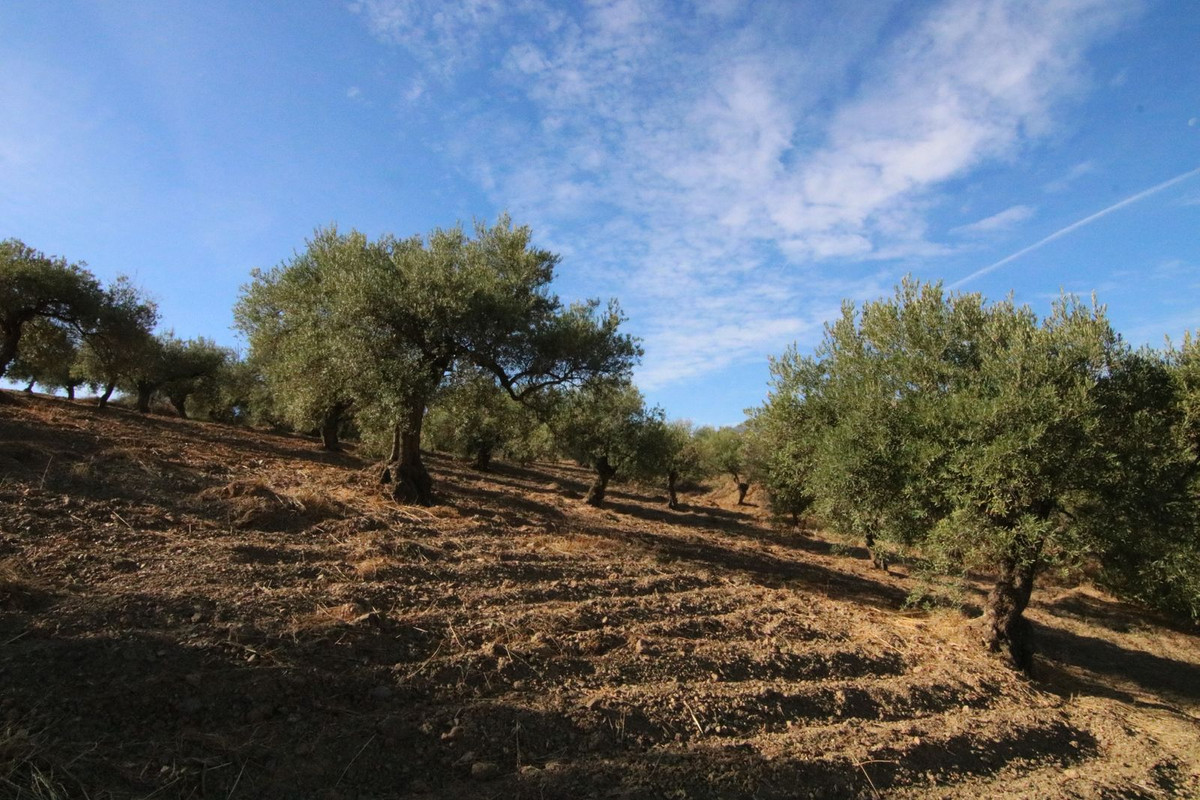 Grond in Tolox-12