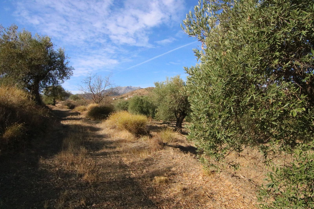 Grond in Tolox-19