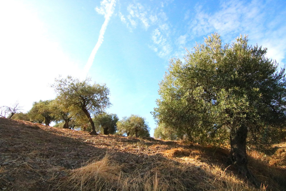 Grond in Tolox-7
