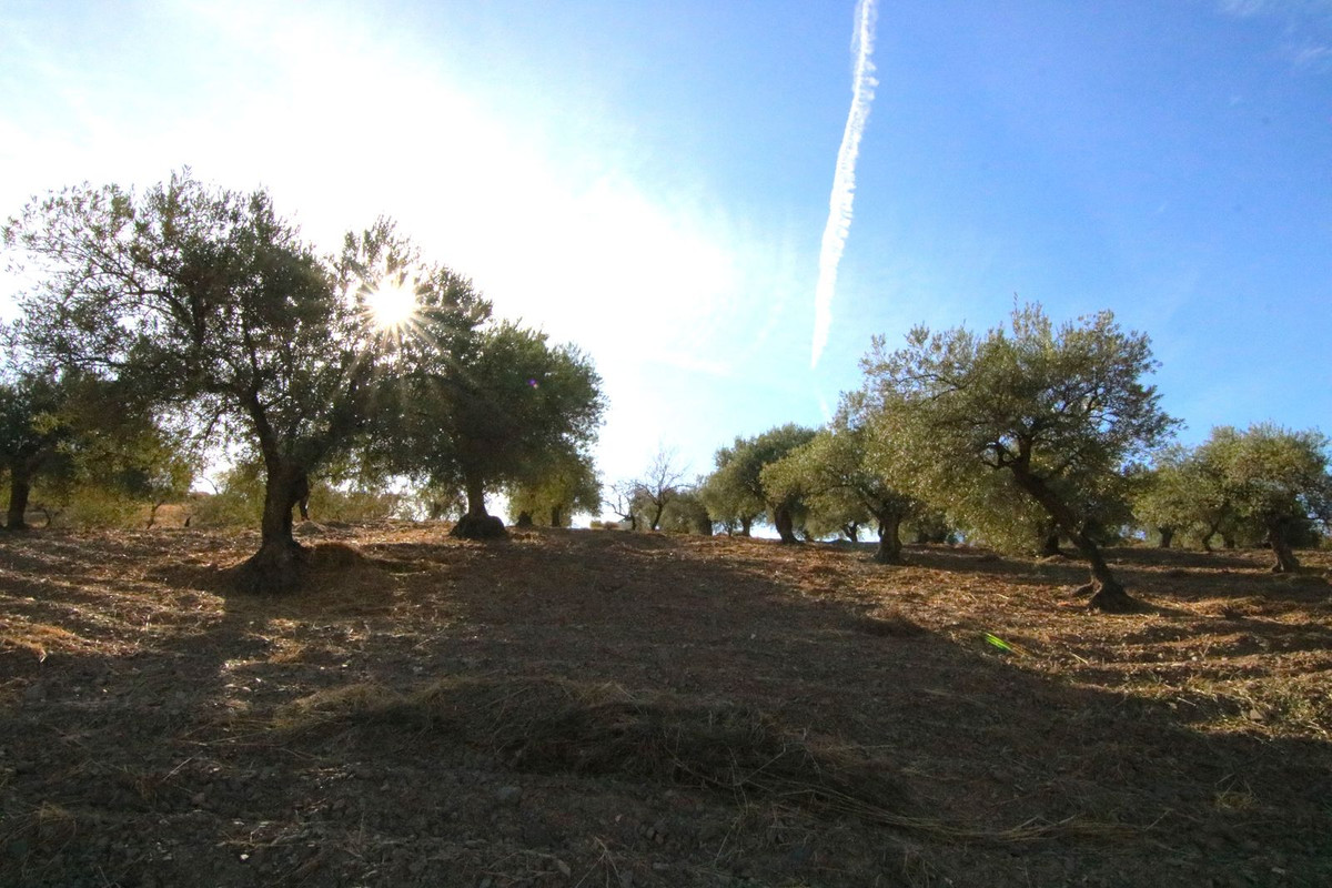 Grond in Tolox-8