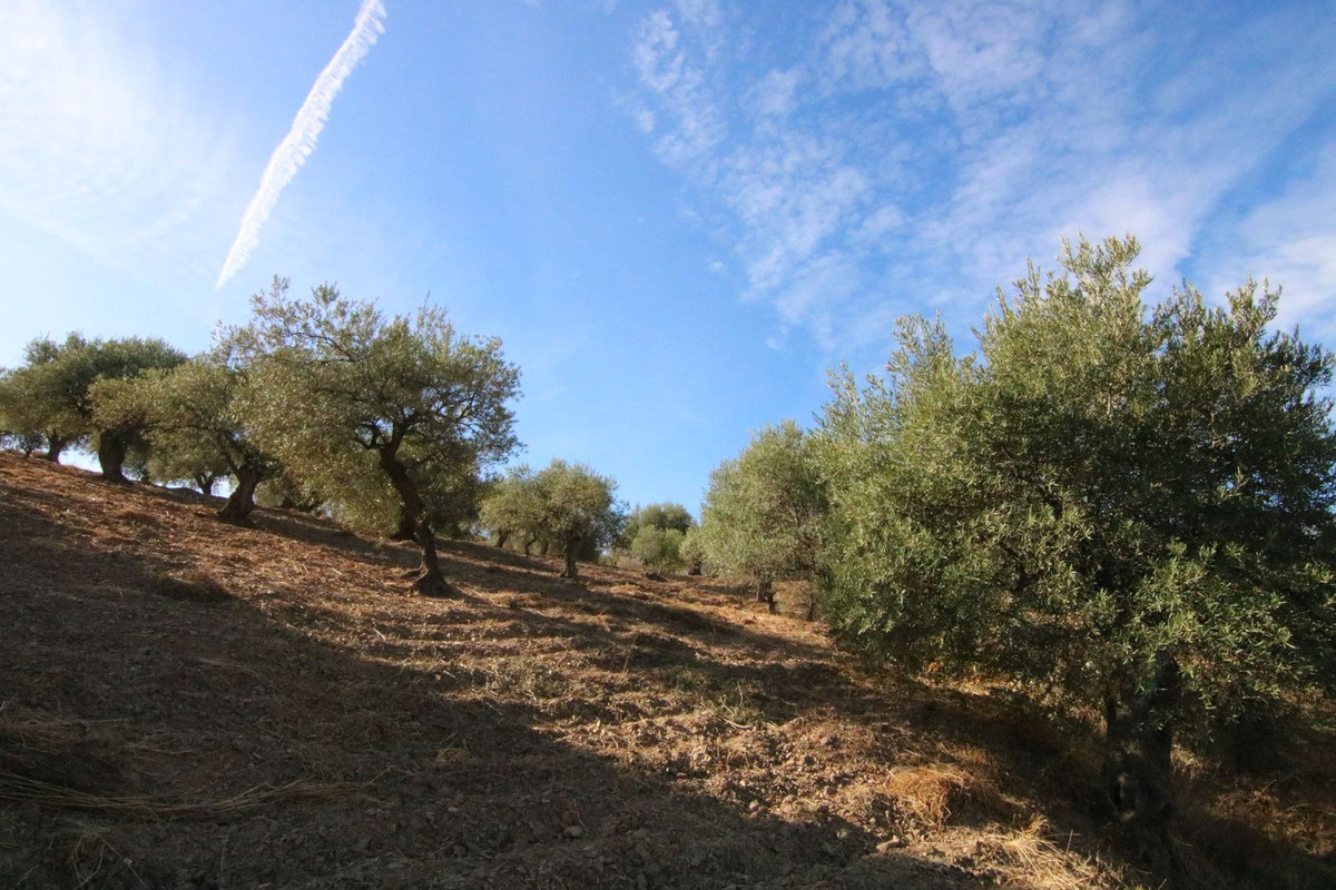 Grond in Tolox-9