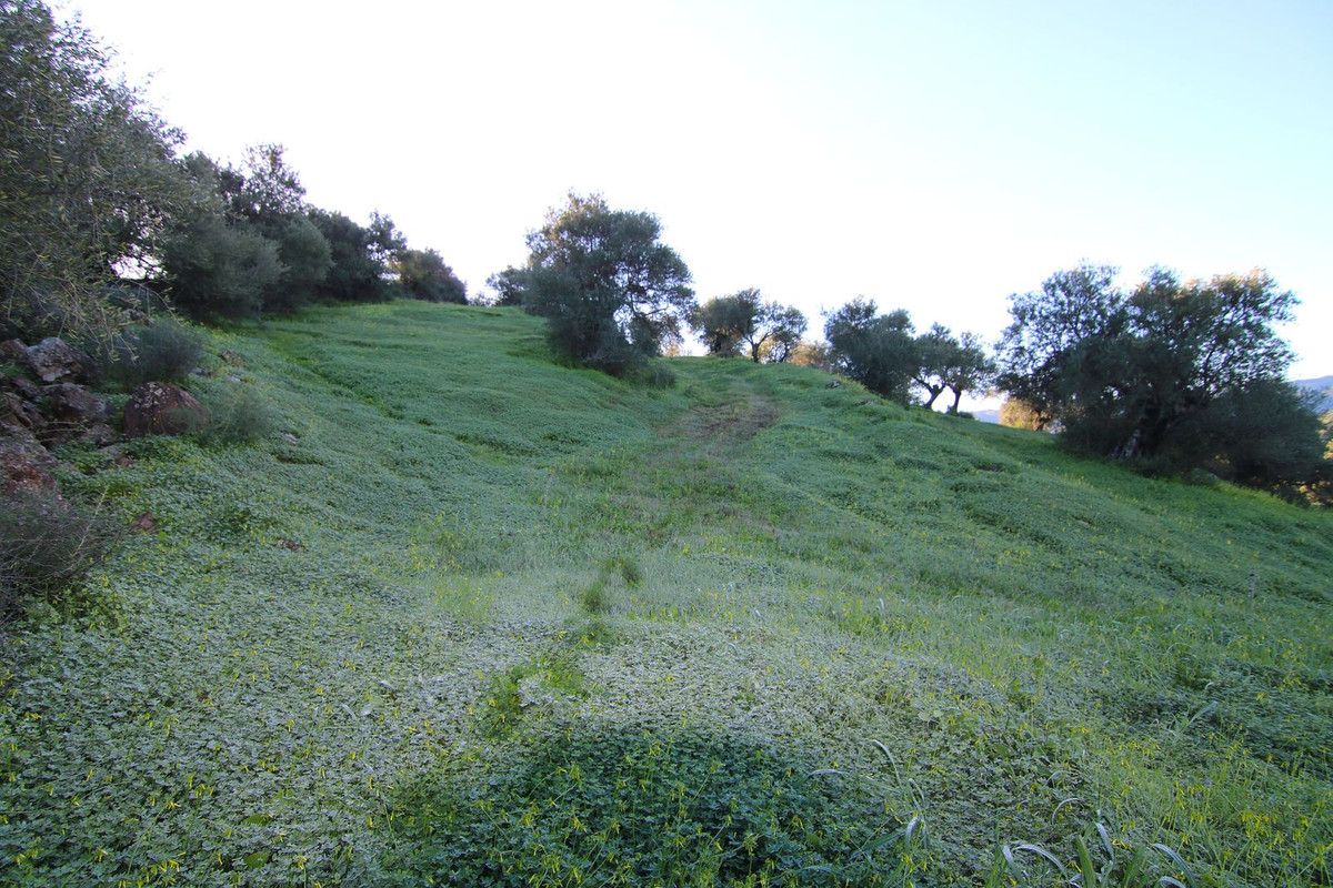 Grond in Tolox-4