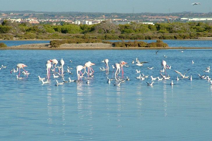 Nieuwbouw in San Pedro del Pinatar-15